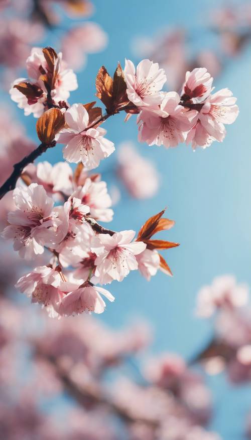 Une peinture minimaliste de fleurs de cerisier roses en pleine floraison sur un ciel bleu clair.