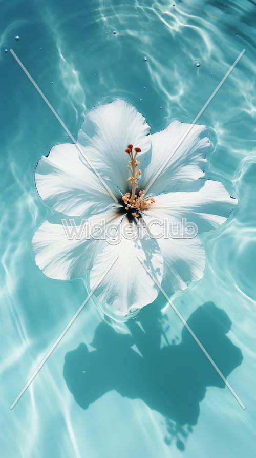 青い水に浮かぶ白い花の壁紙