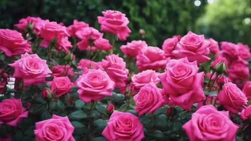 Taman bunga yang tumbuh subur dengan rangkaian bunga mawar merah muda cerah, dikelilingi oleh latar belakang hijau subur.