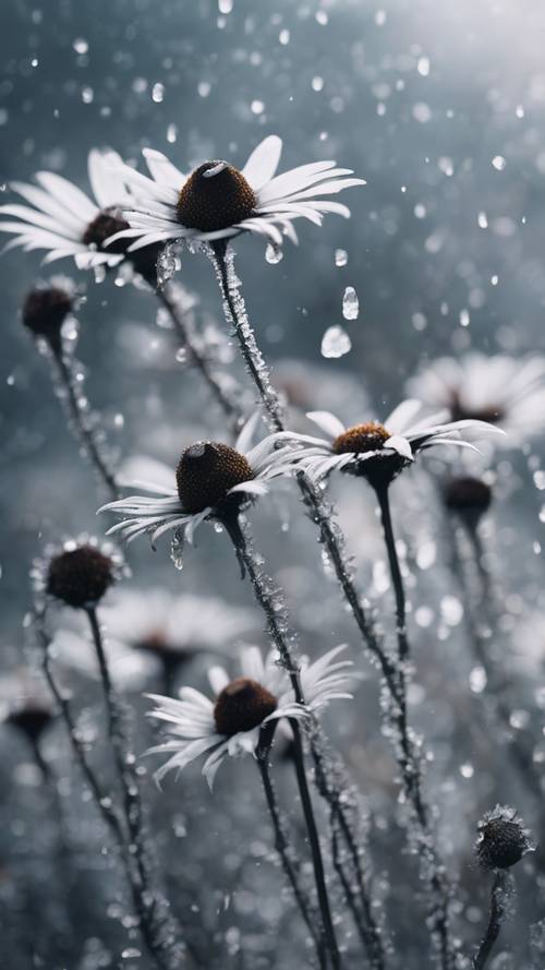 A bold bunch of black daisies frozen in time in an icy realm, creating a curious and captivating scene. Tapet [8989b98477db4bcfa131]