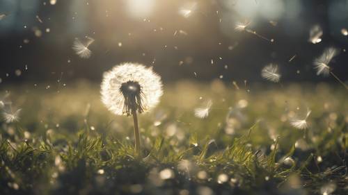 A dandelion releasing its seeds into the wind with the statement 'I am free' formed in the floating seeds. Tapet [ed64c2d24e7b455ab6f5]