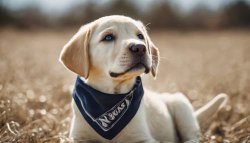 Un enérgico cachorro labrador amarillo con un pañuelo azul marino
