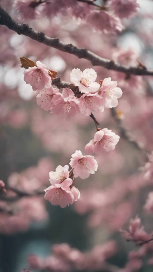 Un giovane albero di ciliegio che fiorisce in un tranquillo giardino giapponese durante la primavera.