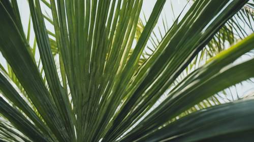 Uzun bir ağacın palmiye yaprağının karmaşık, dallanan yapısının kuşbakışı görünümü.