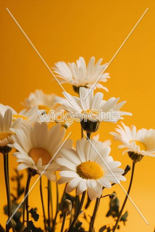 Bright Daisy Flowers on Yellow