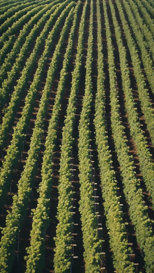 Eine Luftaufnahme eines Weinbergs im Sommer mit Reihen von Weinreben, die ein blau-weißes Streifenmuster bilden.