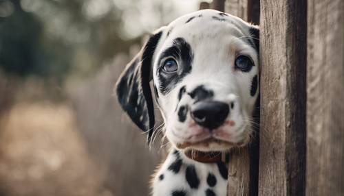 Un cucciolo dalmata che sbircia giocosamente da dietro una staccionata di legno rustica.
