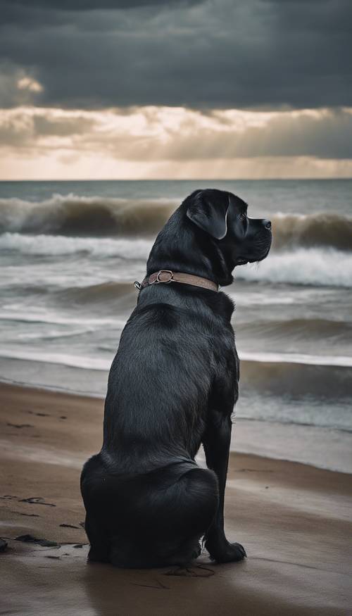 An older, wise-looking black Mastiff dog gazing out towards a stormy sea