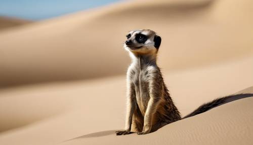 A meerkat looking up towards the sky with sand dunes in the background.