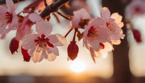 Une seule fleur de cerisier rouge rétro-éclairée par la lumière chaude du coucher du soleil.