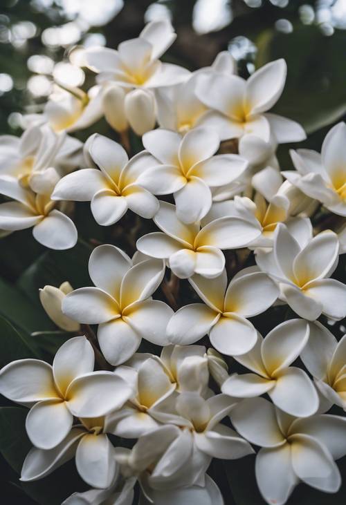 A bunch of dazzling white Plumerias under the soft light of the full moon. Tapet [8438c7c6c1fe487881dc]