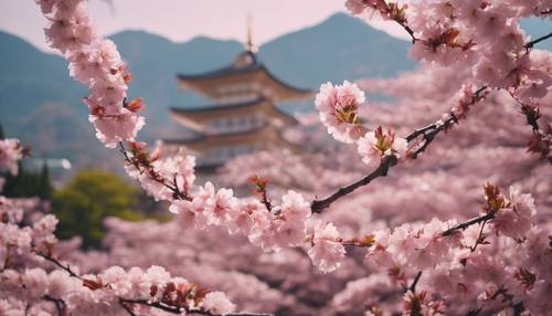 Pohon sakura merah muda berbunga di puncak musim bunga sakura di Jepang.