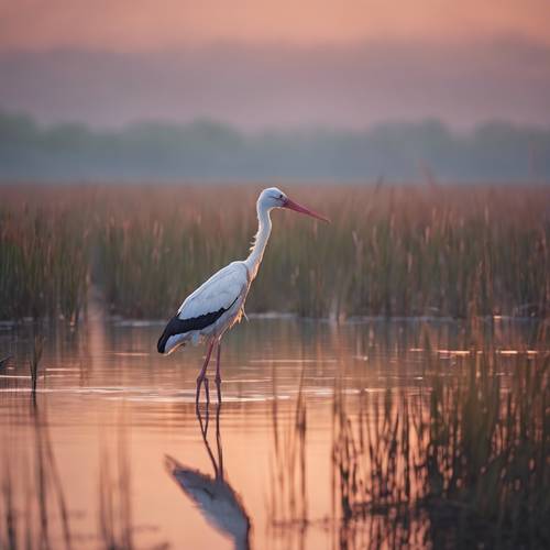 A lonely stork standing still in a still marsh bathed in the soft evening glow.