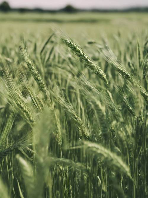 Поле сочной зеленой пшеницы, мягко покачивающееся на ветру.