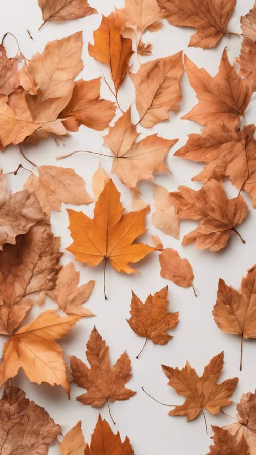 Группа осенних листьев различных пастельных оранжевых тонов на мягком белом фоне.