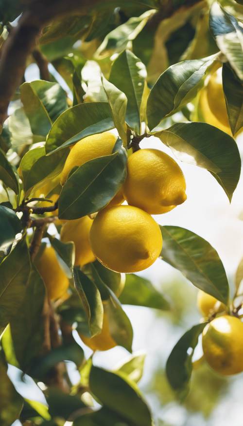 Крупный план лимонного дерева со спелыми лимонами, светящимися под солнечным светом. Обои [a46639aee88e41ddbca2]