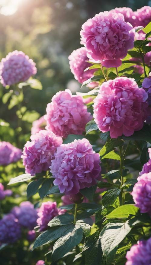 Ein botanischer Garten voller violetter Hortensien und rosa Pfingstrosen, die unter der Morgensonne in voller Blüte stehen.