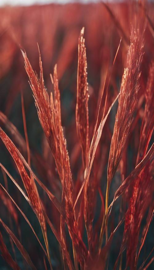 長而充滿活力的紅色草葉的特寫。