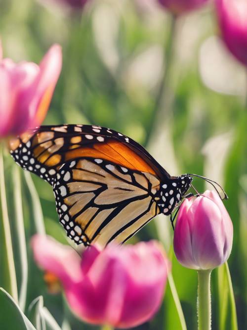 Uma borboleta monarca de cores vivas descansando sobre uma tulipa de primavera.