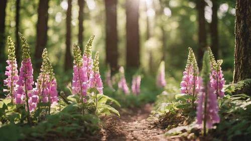 A trail in the woods lined with preppy, whimsical foxgloves under dappled sunlight.