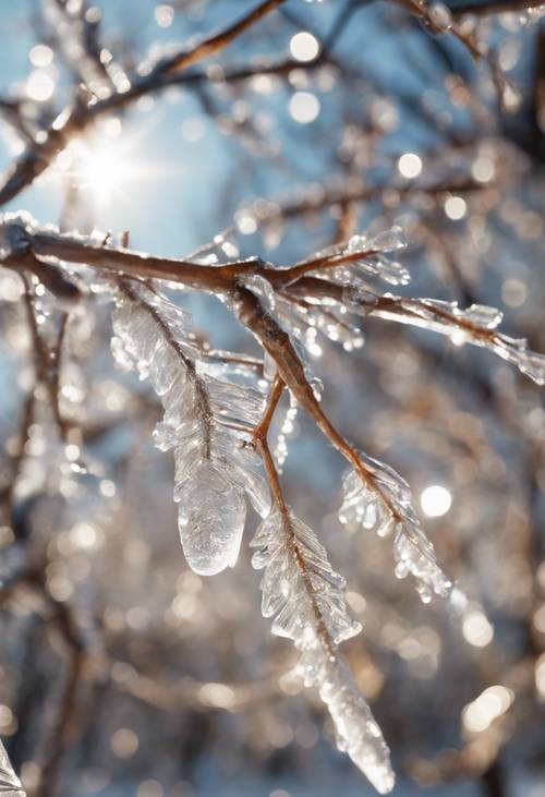 A fragile, ice-laden tree branch sparkling in the winter sun. Tapet [d100593ff6f84267ba36]