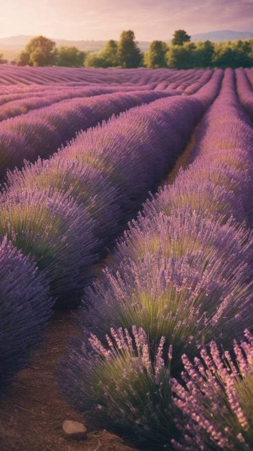 A lush lavender field stretching as far as the eye can see under the setting sun.