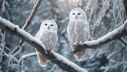 童話般的白色貓頭鷹棲息在冰凍森林的樹頂上