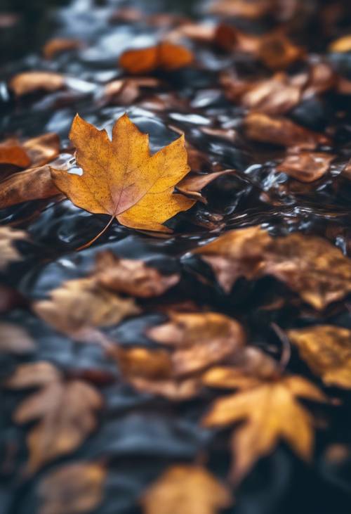Le foglie autunnali galleggiano delicatamente sulla superficie di un ruscello che scorre lentamente.