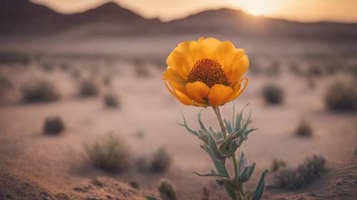 Un fiore vibrante e sbocciante in mezzo al deserto, con la motivante affermazione &quot;Chi ha un perché per vivere può sopportare quasi ogni come&quot;.