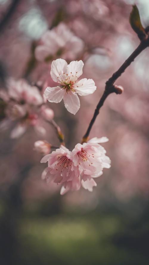 一棵精緻的粉紅色櫻花樹映襯著苔蘚綠色的背景。