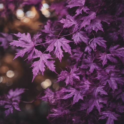 俯視拍攝的紫色樹葉網絡，形成天然的樹冠。