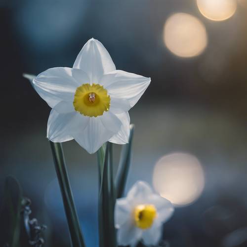 A dainty white daffodil complemented by the ethereal glow of a blue moon.