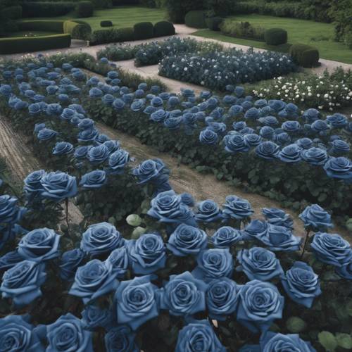 Uma vista aérea de um jardim de rosas azul marinho em uma zona rural inglesa.
