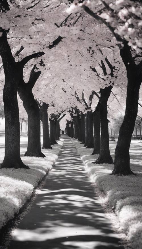 A high-contrast black and white image showing cherry blossom trees lining a park path