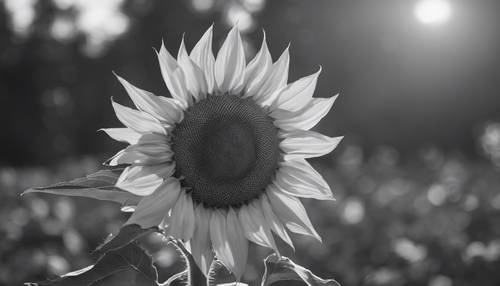 A black and white portrait of a single sunflower in a cool minimalist setting.