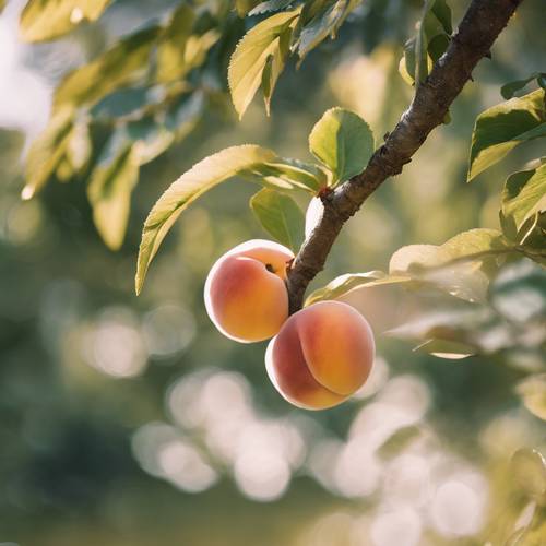Ein niedlicher Pfirsich, der sich schüchtern zwischen den Blättern eines Pfirsichbaums versteckt, während die Morgensonne seine Röte betont.