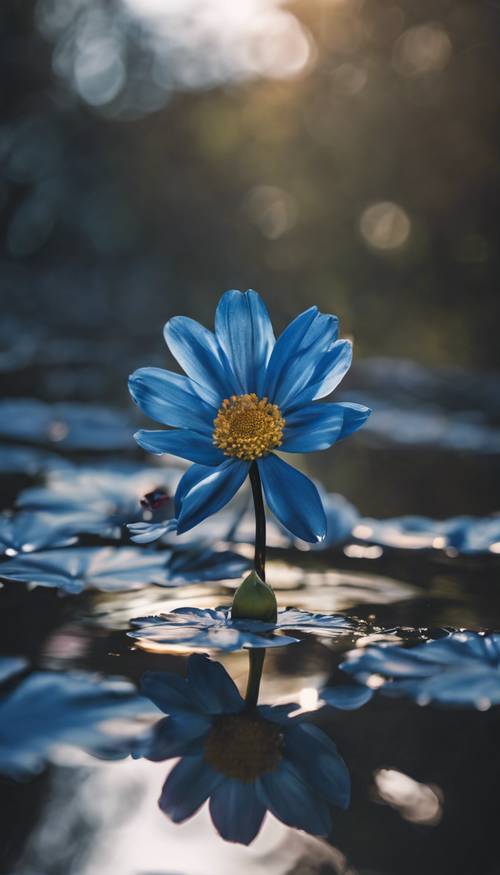一朵黑色和蓝色的花，在附近平静的池塘里倒映着它的颜色。