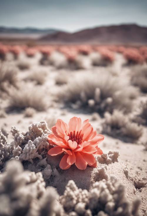 A coral flower blossoming in the foreground of a monochromatic desert. Tapet [de795fdeffa84193bd6c]