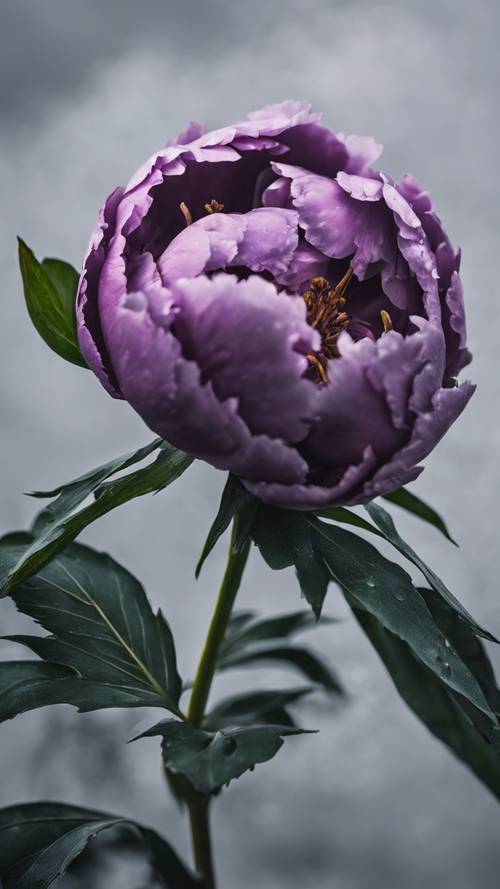 Bunga peoni ungu yang estetis, berdiri sendiri di langit kelabu mendung.