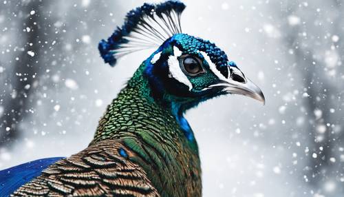 A contrast view of a blue peacock against the stark white snowfall.