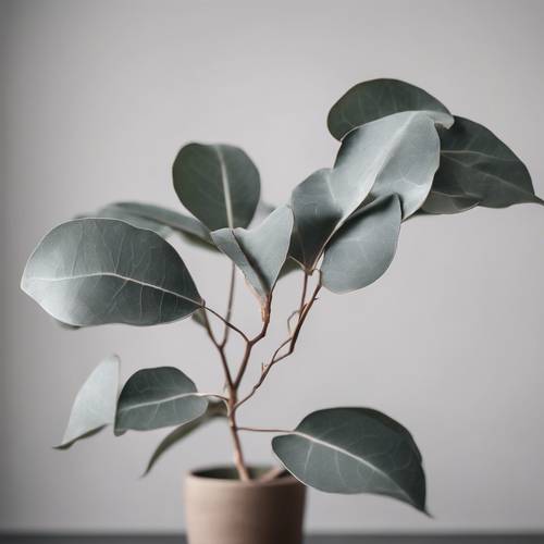 Eine digital gezeichnete Eukalyptuspflanze im minimalistischen Stil vor einer hellgrauen Wand.