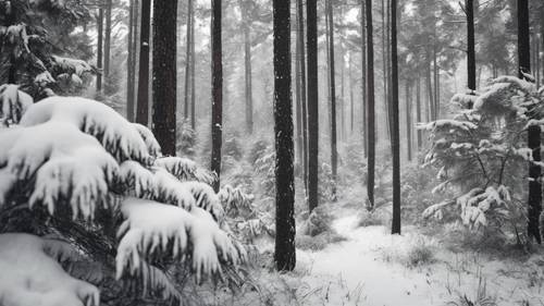 A black and white panorama of a pine forest after a fresh snowfall.