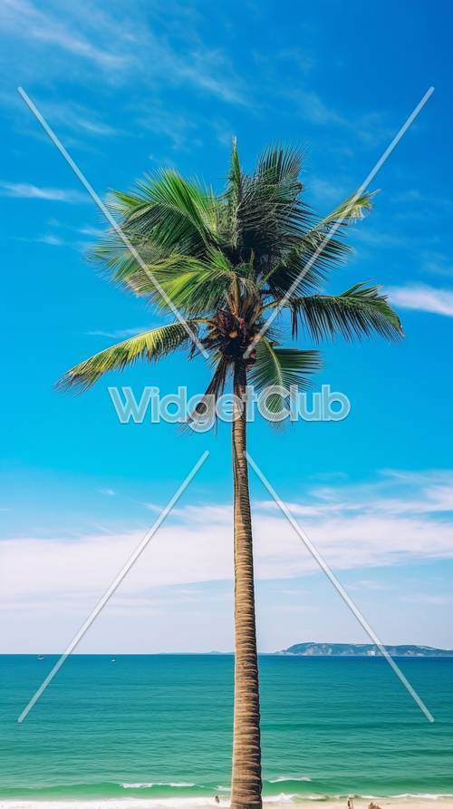 Голубое небо и пальма для летнего настроения