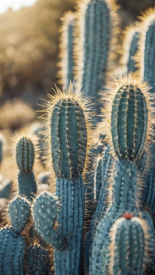 Stalowoniebieska równina usiana kłującymi kaktusami w ostrym południowym słońcu.