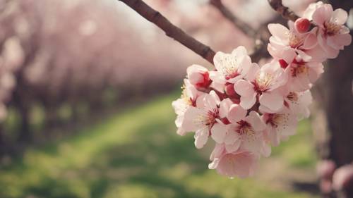 春天，一棵美麗、開花的桃樹，上面寫著「聖靈的果子是愛、喜樂、和平」。