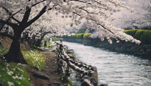 在日本京都一条蜿蜒的河流沿岸，盛开着娇嫩的白色樱花。