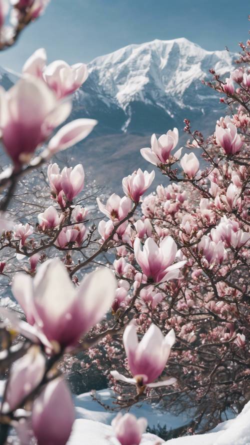Una imagen aislada de un árbol de magnolia en flor, erguido contra las montañas nevadas.
