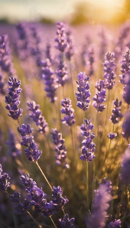 Sinar matahari keemasan berkilauan di ladang bunga lavender yang mekar. Wallpaper [ddcca4f4dc134447b304]