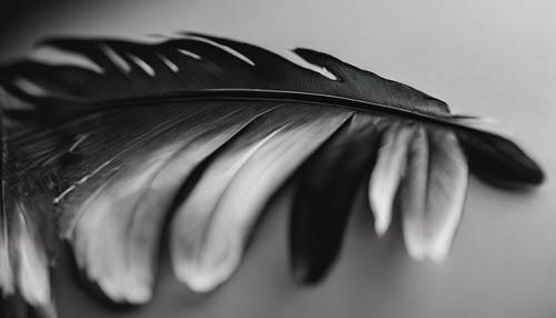 Una pluma sombría negra con detalles de diferentes tonos de negro.