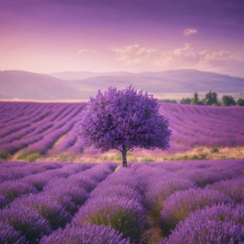 A lone lavender tree in the midst of a purple meadow. Tapet [4b7029f2ac894ff4aeda]